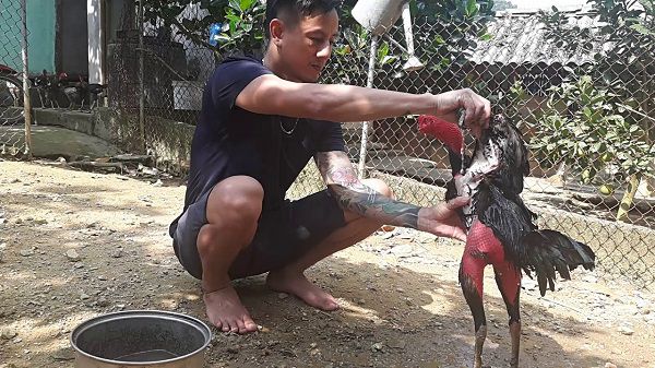 Chọn Giống Gà Đá Phù Hợp