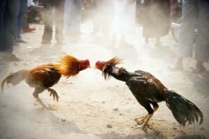 Tổng Quan Về Đá Gà Cựa Sắt
