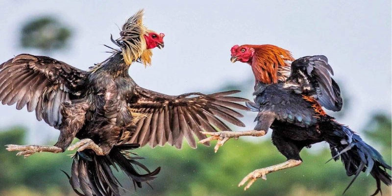Quy Trình Thi Đấu Đá Gà Cựa Sắt Chi Tiết